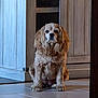 dog, cocker_spaniel, pet, indoor, tile_floor, wood_cabinet, sitting, brown_fur, long_ears, paws, face, eyes, portrait, home_interior, floor, gaze, still_life, calm, companion, medium_sized_dog
