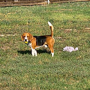 Zeke is registered to the contest to win money with this photo: dog, beagle, tennis_ball, backyard, grass, fence, toy, pet, animal, lawn, outdoor, standing, tail_up, looking_at_camera, sunlight, playful, domestic, daytime, green_grass, mammal