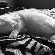 Yago participe au concours pour gagner de l'argent avec cette photo : black, black_and_white, carnivoran, cat, dog_like_mammal, eye, fur, mammal, monochrome, monochrome_photography, nap, photography, puppy, sleep, small_to_medium_sized_cats, snapshot, snout, vertebrate, whiskers, white