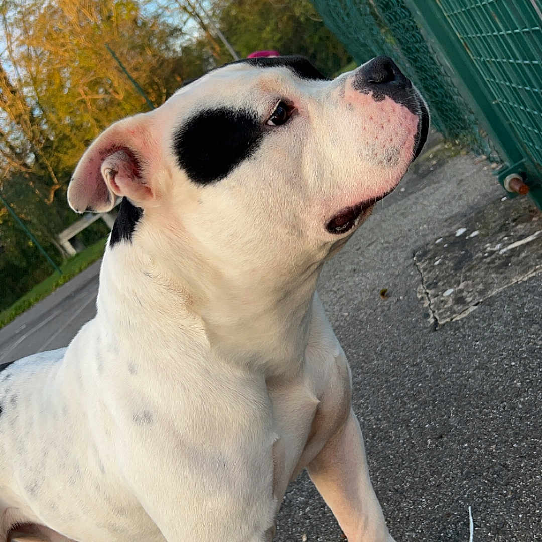 Saiko participe au concours pour gagner de l'argent avec cette photo : accessories, animal, boxer, bulldog, canine, dalmatian, den, dog, frenchbulldog, hound, indoors, labradorretriever, path, pet, pitbull, puppy, road, strap, walkway, whitedog