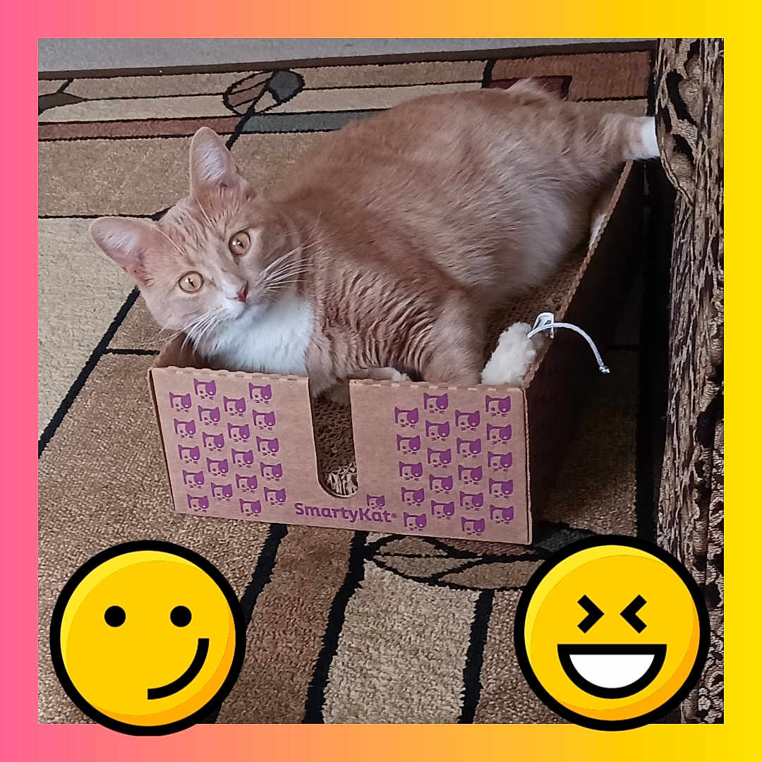 Lover Boy joined the competition — help win amazing prizes! art, carnivore, cat, domestic_short_haired_cat, emoticon, facial_expression, felidae, font, handwriting, happy, illustration, paper, paper_product, paw, photo_caption, rectangle, small_to_medium_sized_cats, tail, terrestrial_animal, whiskers