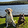 animals, canine, companions, daytime, dog, forest, grass, labrador, lake, leash, nature, outdoor, park, pets, pitbull, relaxing, sitting, sunlight, trees, water
