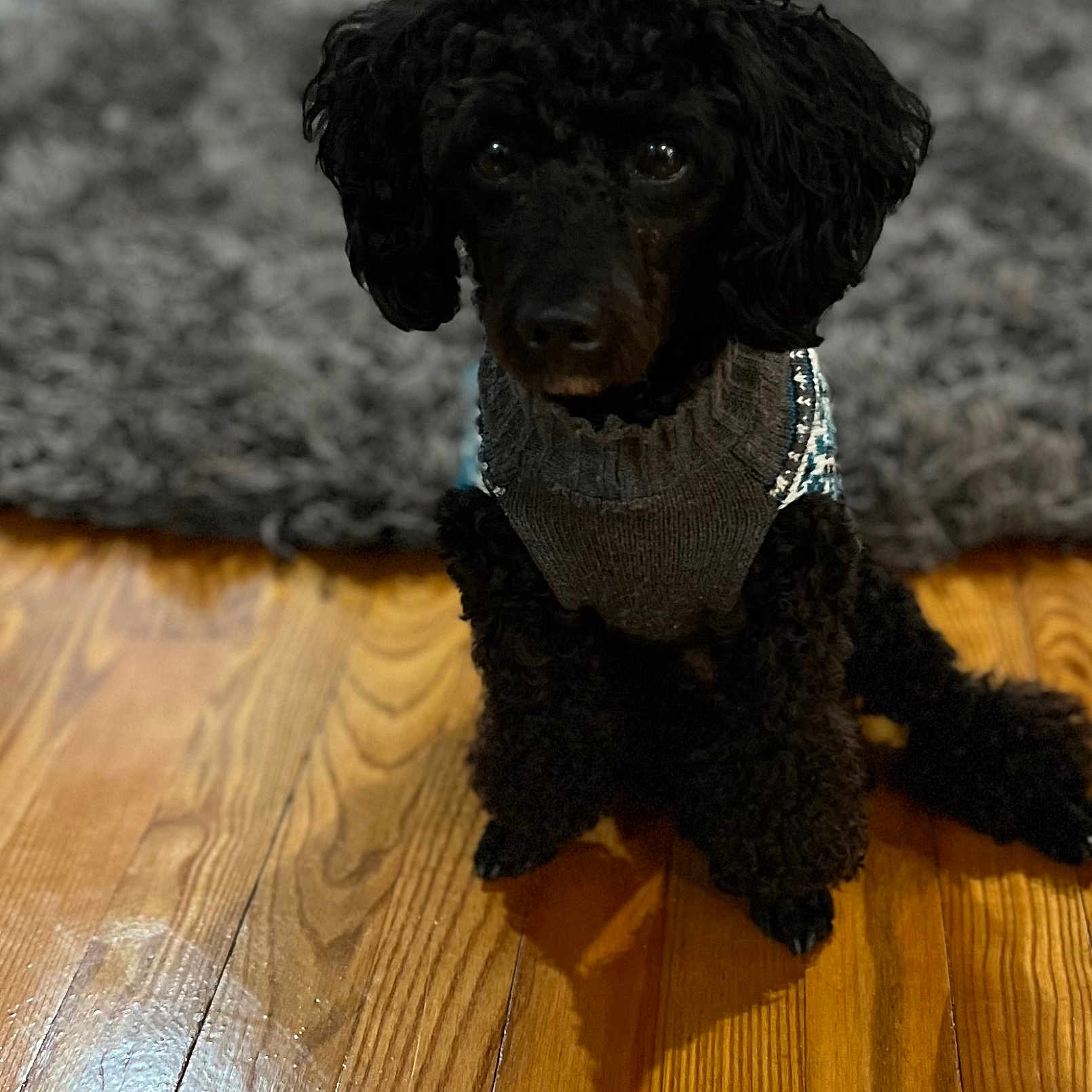 Zeke Whipple is registered to the contest to win money with this photo: animal, black_dog, companion, cozy, curious, cute, dog, domestic, fur, home, indoor, indoors, pet, poodle, portrait, rug, sitting, small_dog, sweater, wooden_floor