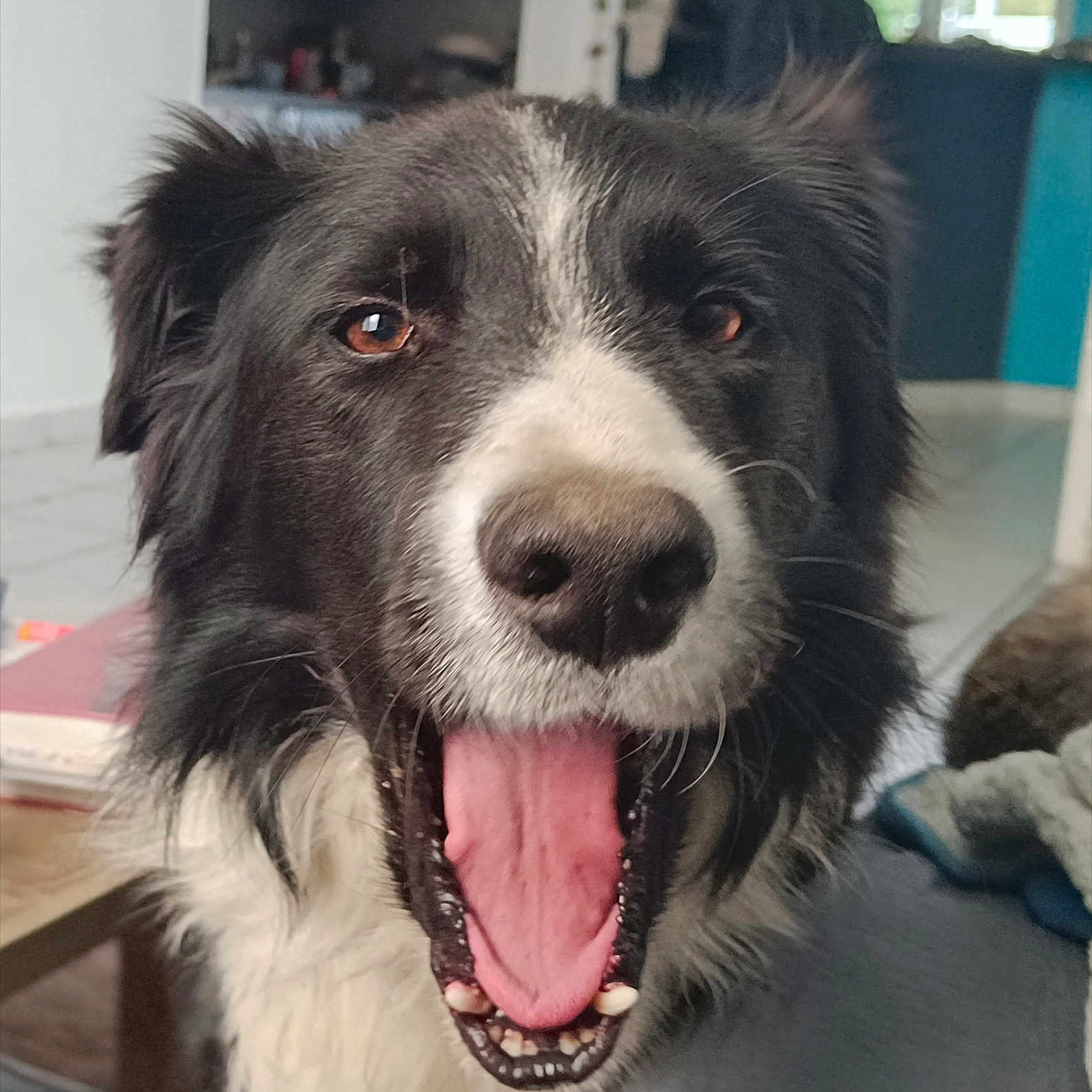 Rio participe au concours pour gagner de l'argent avec cette photo : dog, black_and_white, tongue_out, indoor, pet, canine, close_up, happy, mouth_open, fur, animal, domestic, friendly, face, ears, nose, tongue, expression, house, floor