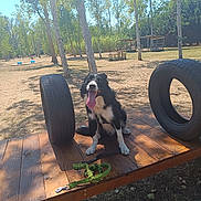 Lucky a rejoint le concours — aidez-le/la à gagner de superbes lots ! dog, border_collie, outdoor, park, trees, wooden_platform, tire, leash, sunlight, nature, pet, animal, tongue_out, playground, grass, bench, daytime, happy, canine, exercise