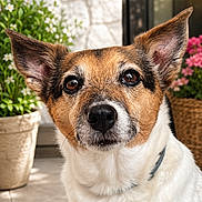 Habby participe au concours pour gagner de l'argent avec cette photo : dog, canine, portrait, close_up, brown_and_white, short_hair, upright_ears, wide_eyes, black_nose, pet, outdoor, patio, potted_plant, flowers, doorway, sunlight, tile_floor, collar, headshot, adorable