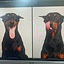 Xena Rayne joined the competition — help win amazing prizes! art, beauceron, canidae, carnivore, dobermann, dog, dog_breed, german_pinscher, guard_dog, mammal, miniature_pinscher, pinscher, rottweiler, sky, snout, vertebrate, working_dog