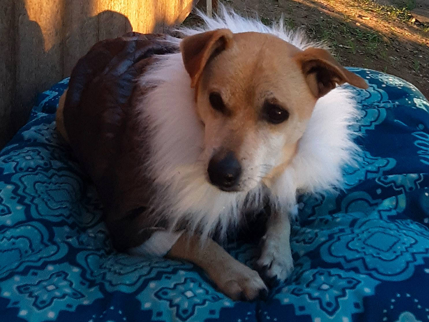 Edward Aka Shithead joined the competition — help win amazing prizes! canidae, carnivore, collar, companion_dog, dog, dog_breed, dog_clothes, dog_supply, fawn, fur, home_accessories, linens, mammal, pet_supply, puppy, snout, sporting_group, whiskers, working_animal, working_dog