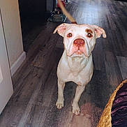 Icee is registered to the contest to win money with this photo: dog, white_dog, brown_patch, indoor, wooden_floor, pet, canine, curious, standing, tail, ears, flooring, home, animal, looking_at_camera, brown_nose, domestic, companion, mammal, fur