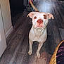 dog, white_dog, brown_patch, indoor, wooden_floor, pet, canine, curious, standing, tail, ears, flooring, home, animal, looking_at_camera, brown_nose, domestic, companion, mammal, fur