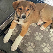 Bow is registered to the contest to win money with this photo: animal, brown, carpet, collar, cute, dog, domestic, ears, floor, fur, indoor, looking, lying_down, paw_print, pet, puppy, relaxed, tag, white_paws, young