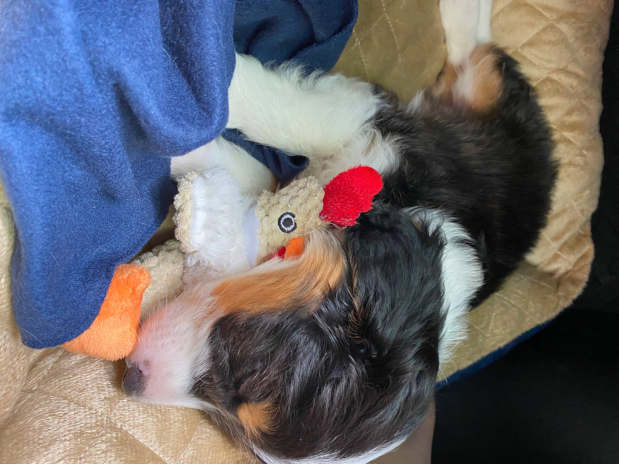 Dylan is registered to the contest to win money with this photo: carmine, claw, comfort, companion_dog, dog_breed, felidae, foot, fur, gesture, human_leg, lap, nail, plush, sporting_group, stuffed_toy, tail, thigh, toy, tree, whiskers