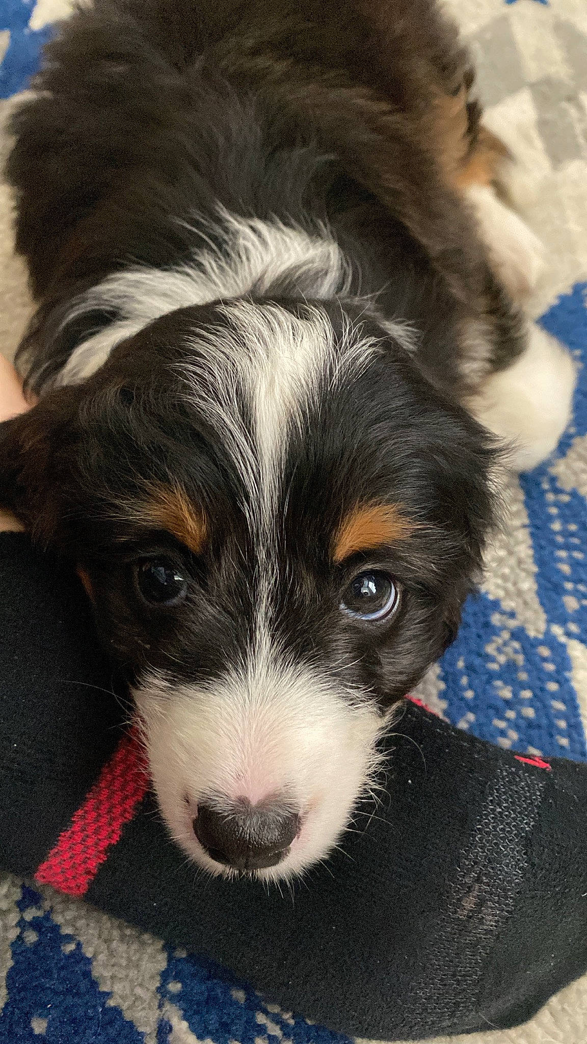 Dylan joined the competition — help win amazing prizes! australian_shepherd, bored, canidae, carnivore, companion_dog, dog, dog_breed, ear, eye, fur, herding_dog, nose, puppy_love, snout, sporting_group, terrestrial_animal, toy_dog, whiskers, working_animal, working_dog