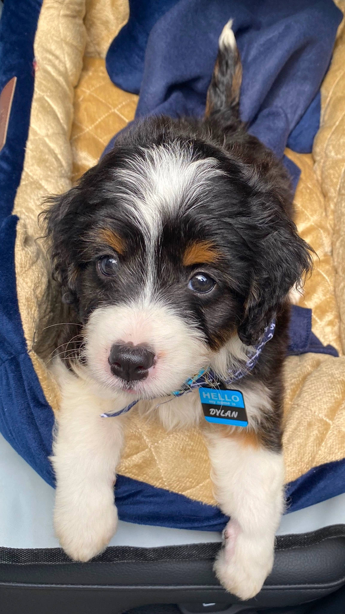 Dylan joined the competition — help win amazing prizes! bored, canidae, carnivore, companion_dog, dog, dog_breed, electric_blue, eye, fur, non_sporting_group, snout, sporting_group, toy_dog, whiskers, working_animal, working_dog