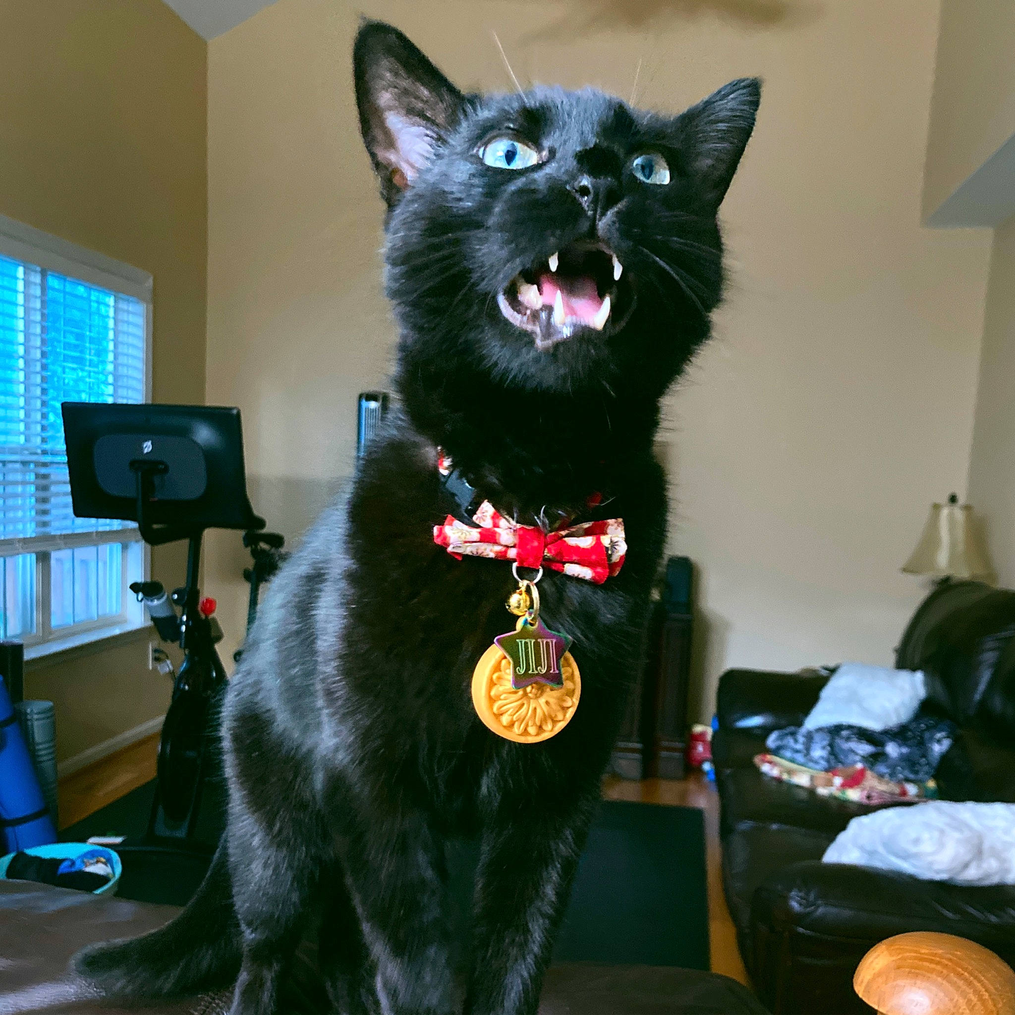 Jiji joined the competition — help win amazing prizes! canidae, carnivore, collar, companion_dog, computer_monitor, dog, dog_breed, dog_collar, dog_supply, felidae, fur, party_hat, peripheral, small_to_medium_sized_cats, snout, sporting_group, tail, television, whiskers, window