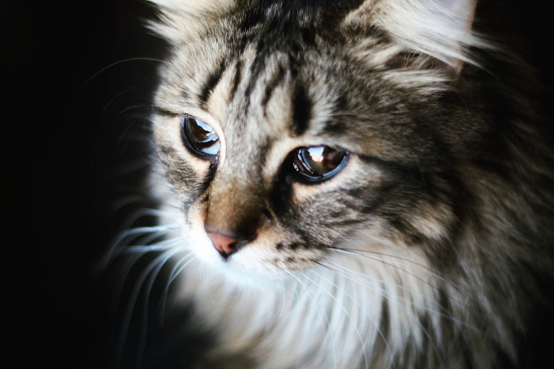 Sweety a rejoint le concours — aidez-le/la à gagner de superbes lots ! american_curl, british_semi_longhair, carnivore, cat, close_up, domestic_long_haired_cat, eye, felidae, fur, iris, maine_coon, mammal, norwegian_forest_cat, nose, siberian, small_to_medium_sized_cats, snout, tabby_cat, vertebrate, whiskers
