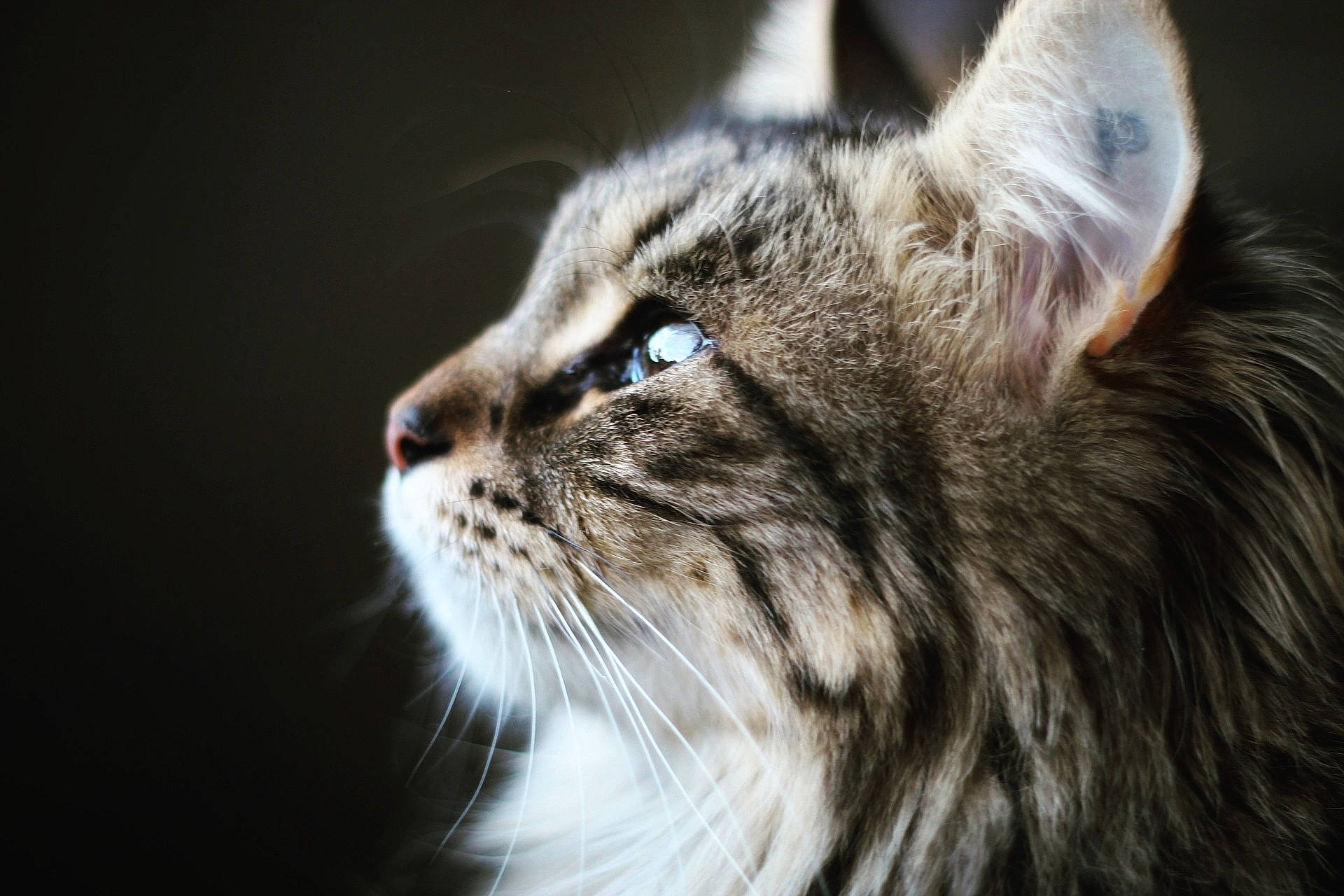 Sweety participe au concours pour gagner de l'argent avec cette photo : british_semi_longhair, carnivore, cat, close_up, domestic_long_haired_cat, ear, european_shorthair, eye, felidae, fur, mammal, norwegian_forest_cat, nose, photography, siberian, small_to_medium_sized_cats, snout, tabby_cat, vertebrate, whiskers