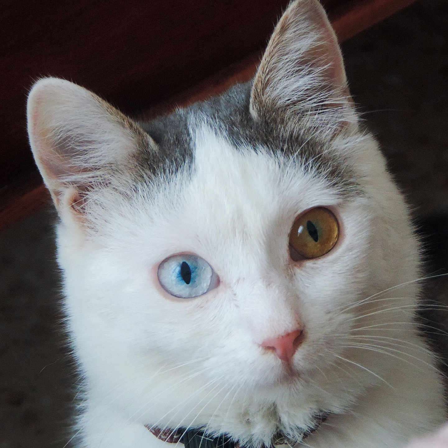 Moumoune participe au concours pour gagner de l'argent avec cette photo : amber_eye, animal, blue_eye, cat, close_up, collar, curious, cute, domestic_cat, ears, face, feline, heterochromia, indoor, looking, pet, portrait, soft_light, whiskers, white_fur