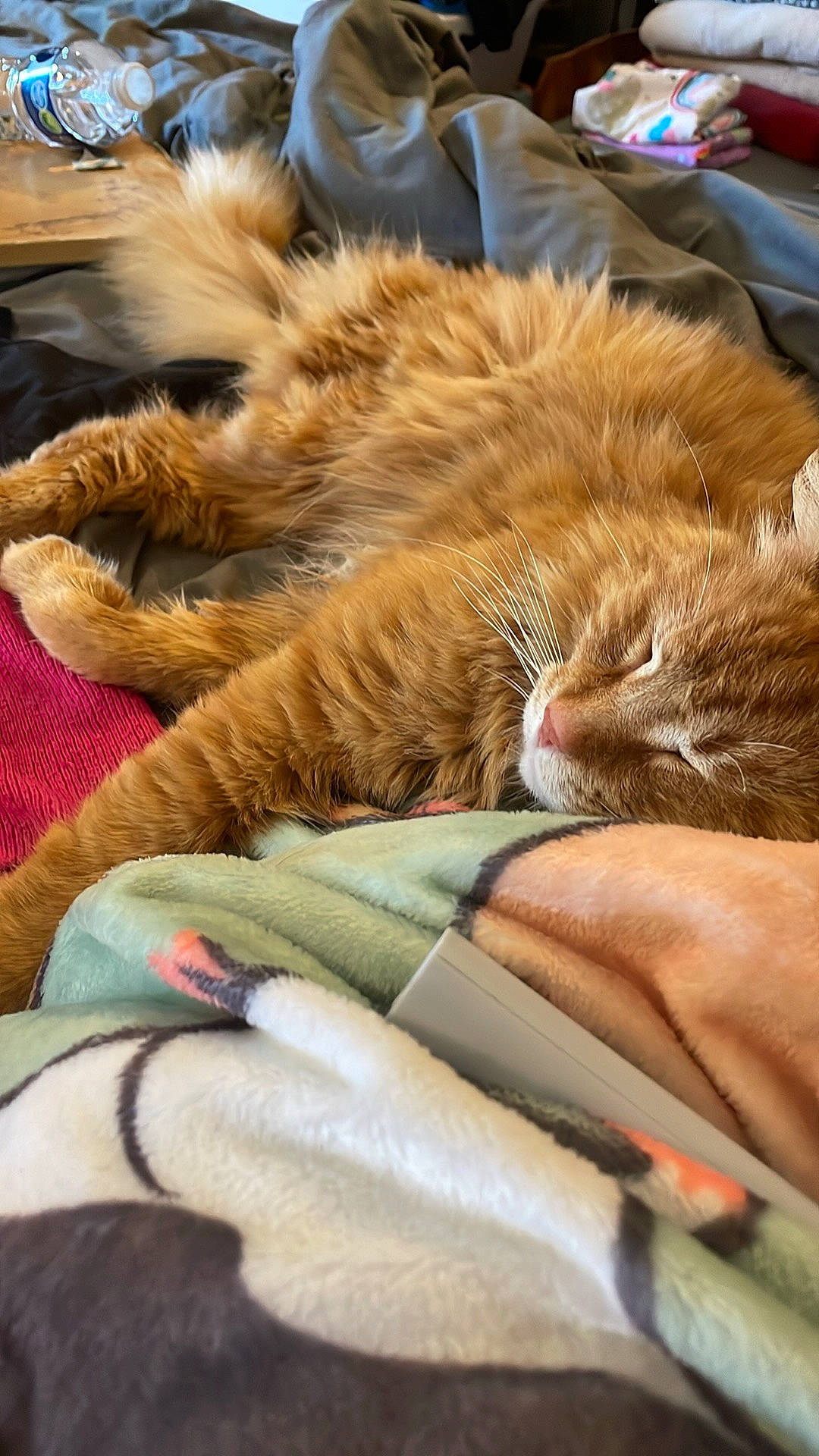 Leo is registered to the contest to win money with this photo: bag, carnivore, cat, claw, comfort, domestic_short_haired_cat, felidae, fur, linens, nap, sleep, small_to_medium_sized_cats, whiskers, wood