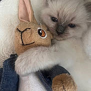 George joined the competition — help win amazing prizes! animal, blanket, cat, closeup, comfort, cozy, cuddling, cute, domestic, fur, indoor, kitten, pet, plush_toy, resting, sleepy, snuggling, soft, stuffed_animal, toy