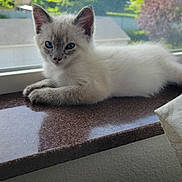 Mayo joined the competition — help win amazing prizes! kitten, cat, blue_eyes, windowsill, indoor, resting, fur, young_animal, pet, animal, nature_background, sunlight, relaxing, closeup, domestic_cat, window, house, daylight, curious, cute