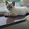 kitten, cat, blue_eyes, windowsill, indoor, resting, fur, young_animal, pet, animal, nature_background, sunlight, relaxing, closeup, domestic_cat, window, house, daylight, curious, cute