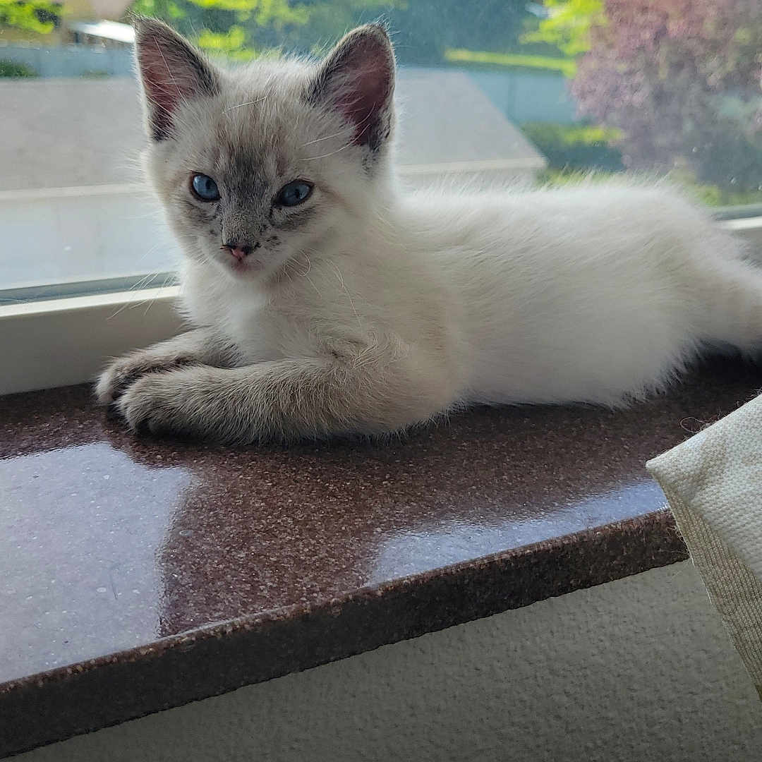 Mayo joined the competition — help win amazing prizes! kitten, cat, blue_eyes, windowsill, indoor, resting, fur, young_animal, pet, animal, nature_background, sunlight, relaxing, closeup, domestic_cat, window, house, daylight, curious, cute