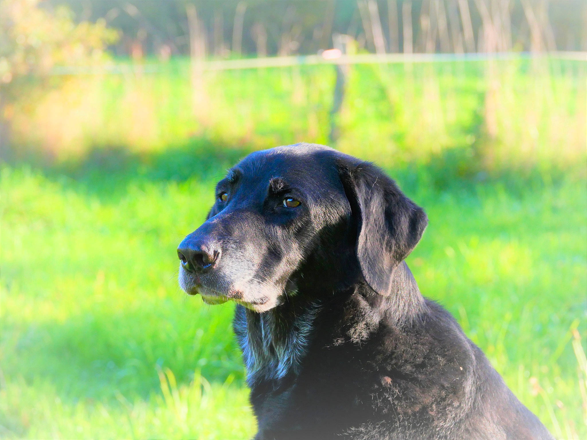 Calisco a rejoint le concours — aidez-le/la à gagner de superbes lots ! borador, canidae, carnivore, companion_dog, dog, dog_breed, electric_blue, event, grass, grassland, gun_dog, labrador_retriever, plant, retriever, snout, sporting_group, tail, terrestrial_animal, tree, working_animal