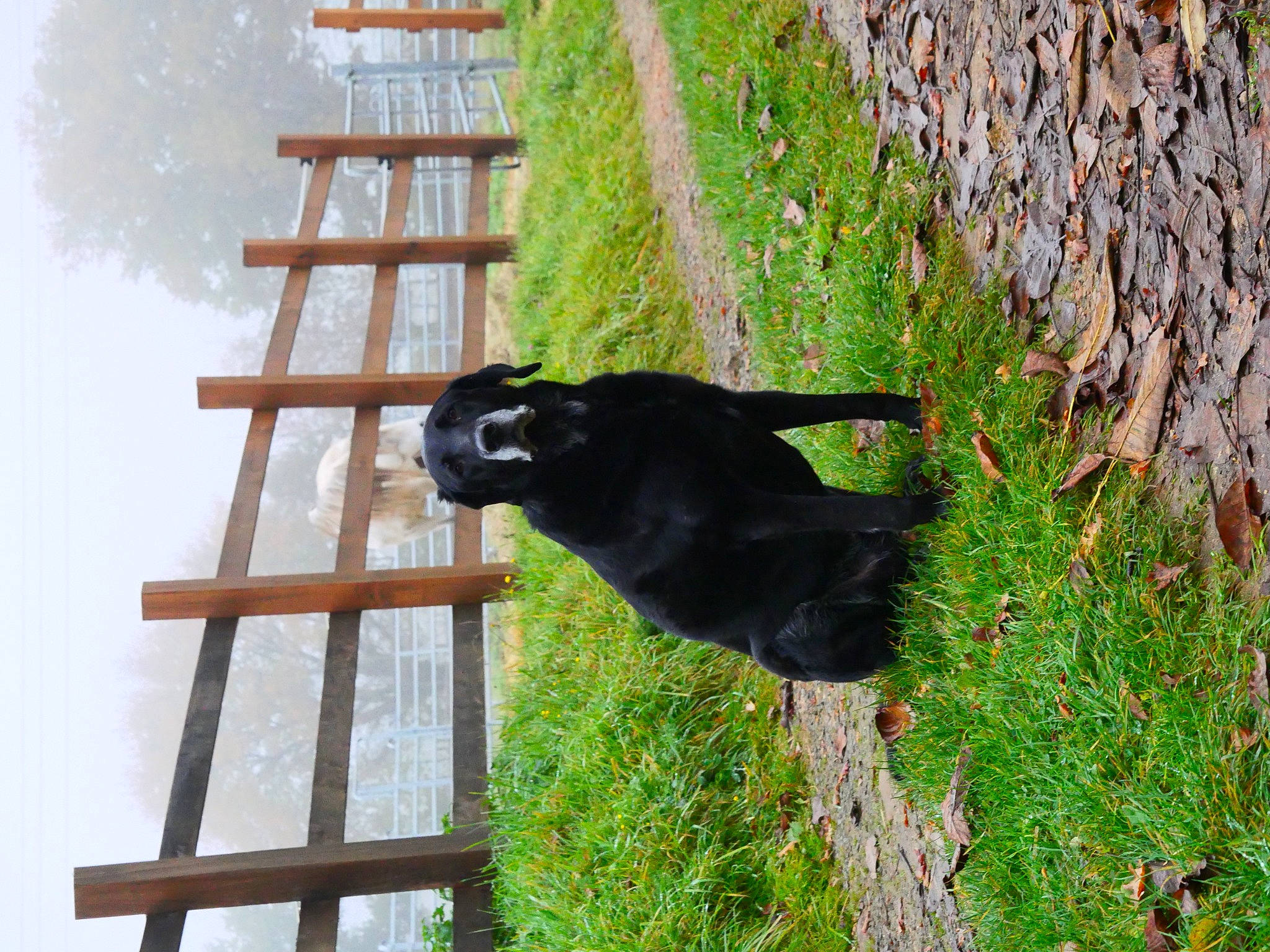 Calisco a rejoint le concours — aidez-le/la à gagner de superbes lots ! carnivore, grass, groundcover, ladder, natural_material, plant, shrub, sky, sporting_group, tail, terrestrial_animal, tree, trunk, wildlife, wood