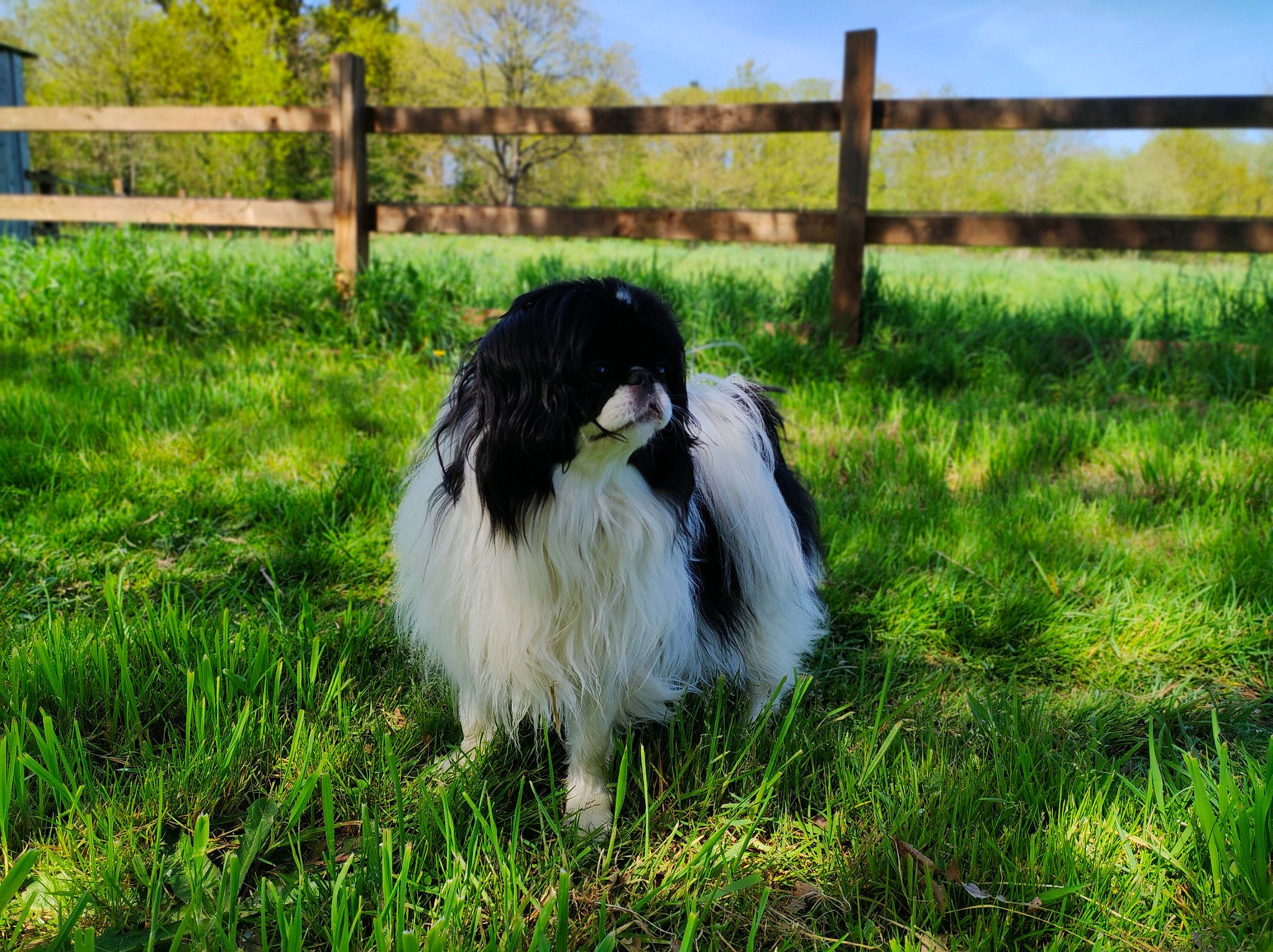 Mellie participe au concours pour gagner de l'argent avec cette photo : beak, canidae, companion_dog, dog_breed, feather, fence, fur, grass, grassland, herding_dog, landscape, pasture, plant, sitting, sky, sporting_group, tail, tree, wildlife, wood