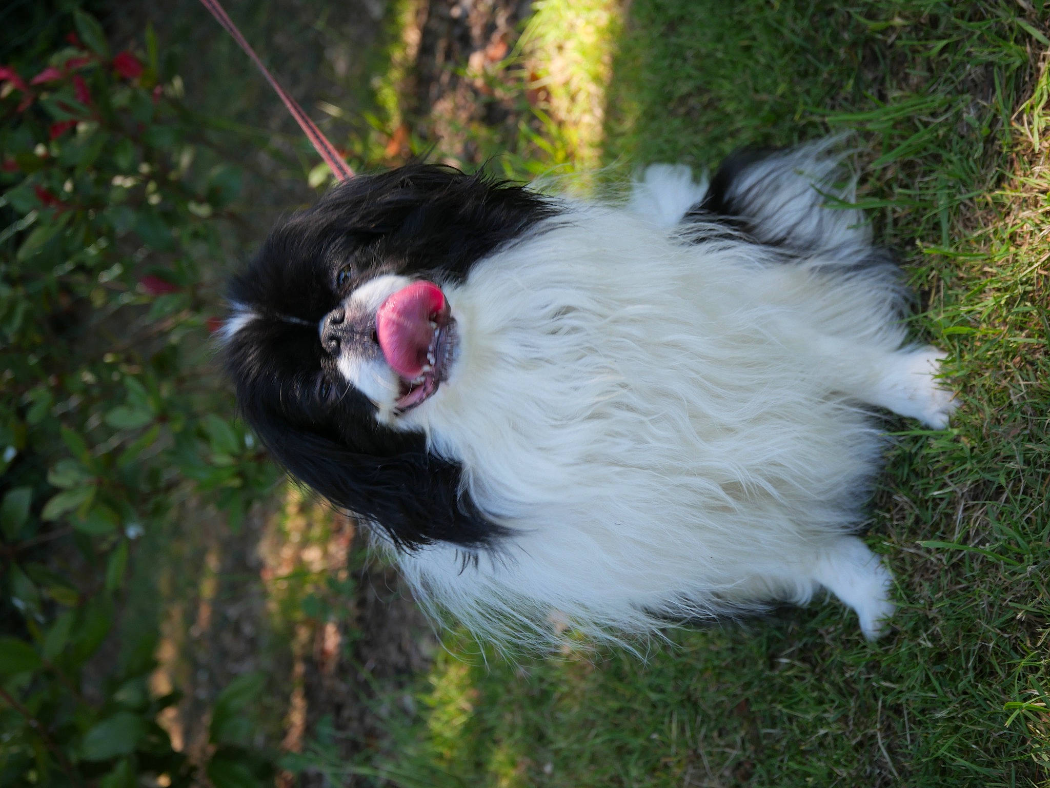 Mellie a rejoint le concours — aidez-le/la à gagner de superbes lots ! beak, bird, canidae, chicken, comb, dog_breed, feather, flightless_bird, fowl, fur, galliformes, grass, livestock, phasianidae, plant, poultry, tail, tree, wildlife, wing