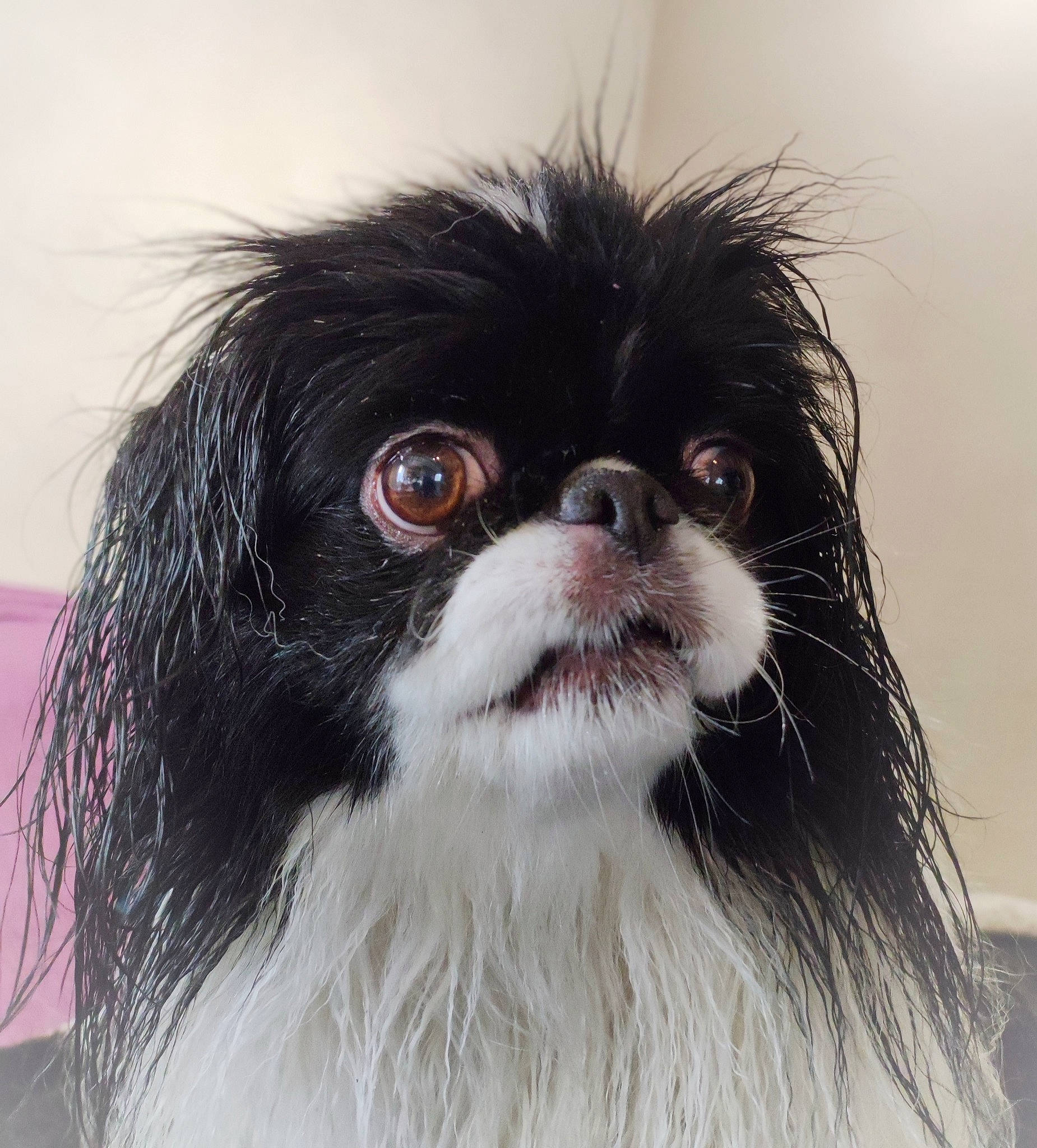 Mellie participe au concours pour gagner de l'argent avec cette photo : canidae, carnivore, companion_dog, dog, dog_breed, fawn, fur, hair, liver, maltepoo, non_sporting_group, snout, sporting_group, terrestrial_animal, toy_dog, whiskers, working_animal