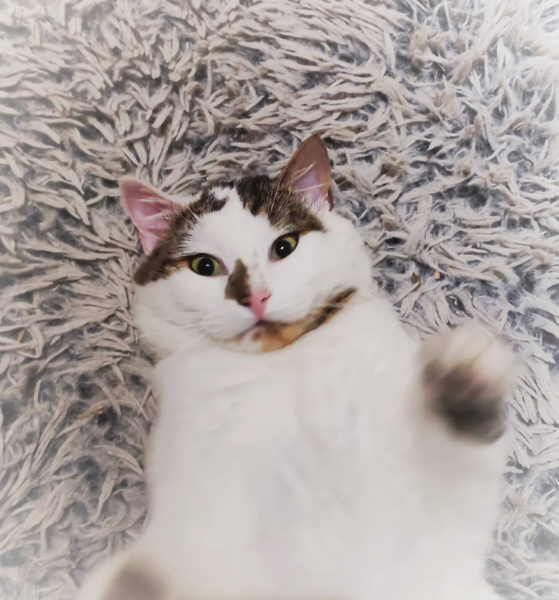 Bonbon participe au concours pour gagner de l'argent avec cette photo : carnivore, cat, domestic_short_haired_cat, felidae, freezing, fur, paw, plant, small_to_medium_sized_cats, snout, snow, tail, terrestrial_animal, tree, twig, whiskers, window, winter, wood