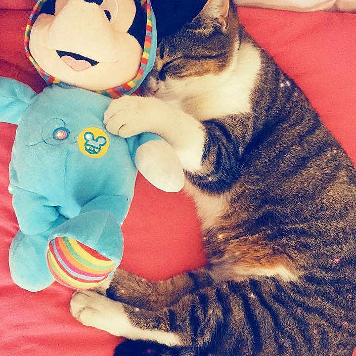 Stella participe au concours pour gagner de l'argent avec cette photo : animal, bed, blanket, cat, colorful, comfort, cozy, cute, feline, hugging, indoor, mickey_mouse, pet, plush, resting, sleeping, soft_toy, striped, stuffed_toy, tabby_cat