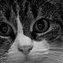 Stella participe au concours pour gagner de l'argent avec cette photo : cat, close_up, black_and_white, face, whiskers, eyes, heart_reflection, pet, animal, feline, cute, portrait, macro, fur, nose, curious, adorable, monochrome, soft_light, expression