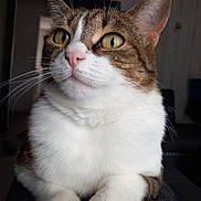 Stella participe au concours pour gagner de l'argent avec cette photo : cat, tabby, white_fur, indoor, pet, whiskers, close_up, face, paws, golden_eyes, fur, animal, mammal, domestic_cat, portrait, cute, sitting, relaxed, feline, house_pet