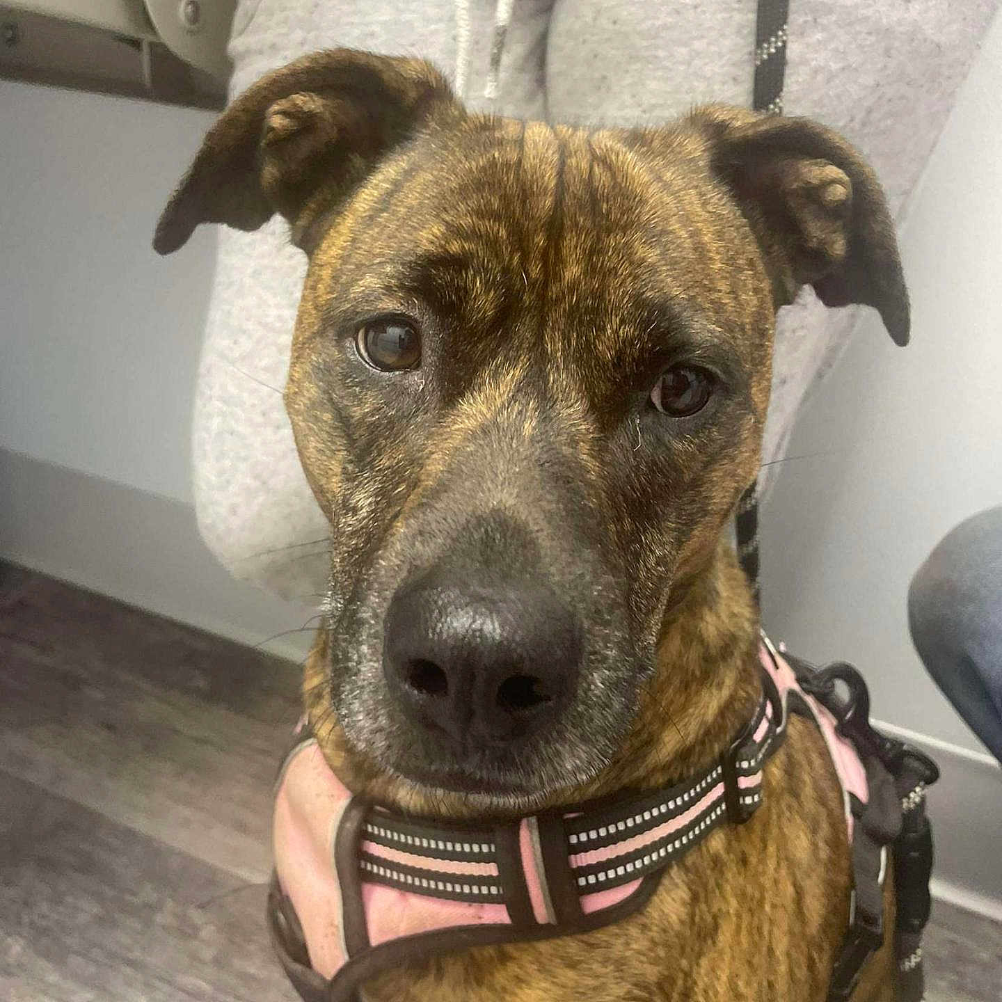 Bella joined the competition — help win amazing prizes! accessories, animal, belt, boxer, bulldog, canine, dog, harness, hound, leash, pet, pitbull, policedog, puppy, racket, snout, sport, strap, tennis, tennisracket