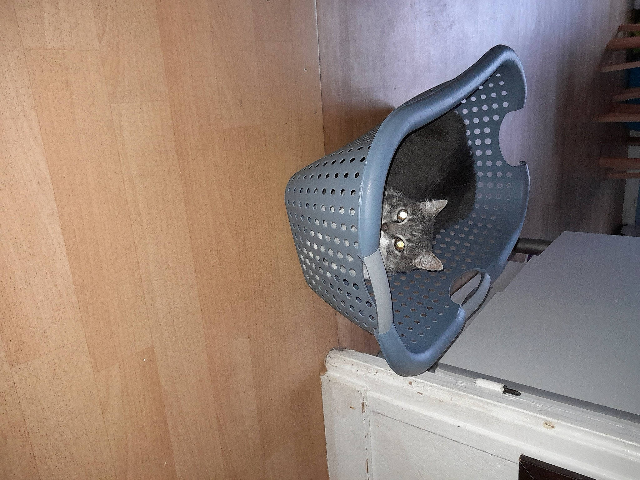 Filou participe au concours pour gagner de l'argent avec cette photo : audio_equipment, automotive_design, computer_desk, computer_hardware, computer_keyboard, desk, drawer, electric_blue, flooring, hardwood, input_device, office_equipment, office_supplies, plywood, shelf, sneakers, space_bar, table, walking_shoe, wood