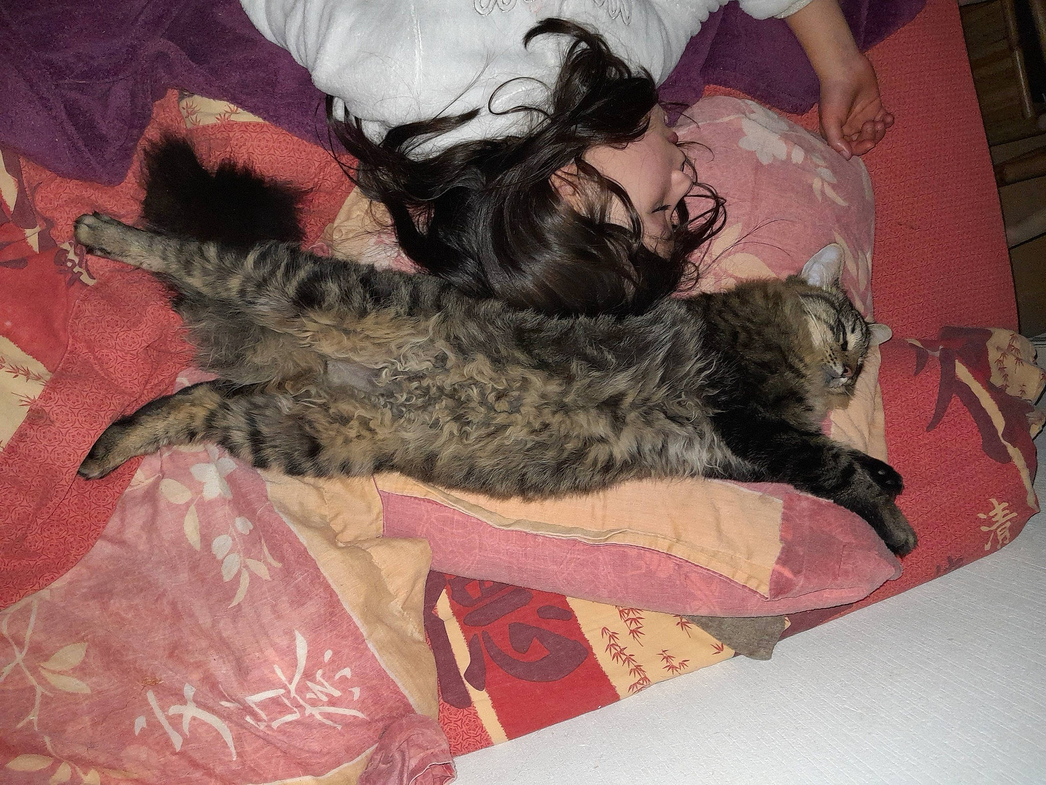 Filou participe au concours pour gagner de l'argent avec cette photo : bed, camouflage, carnivore, cat, claw, comfort, domestic_short_haired_cat, felidae, fur, human_leg, lap, linens, military_camouflage, nap, pattern, paw, small_to_medium_sized_cats, tail, thigh, whiskers