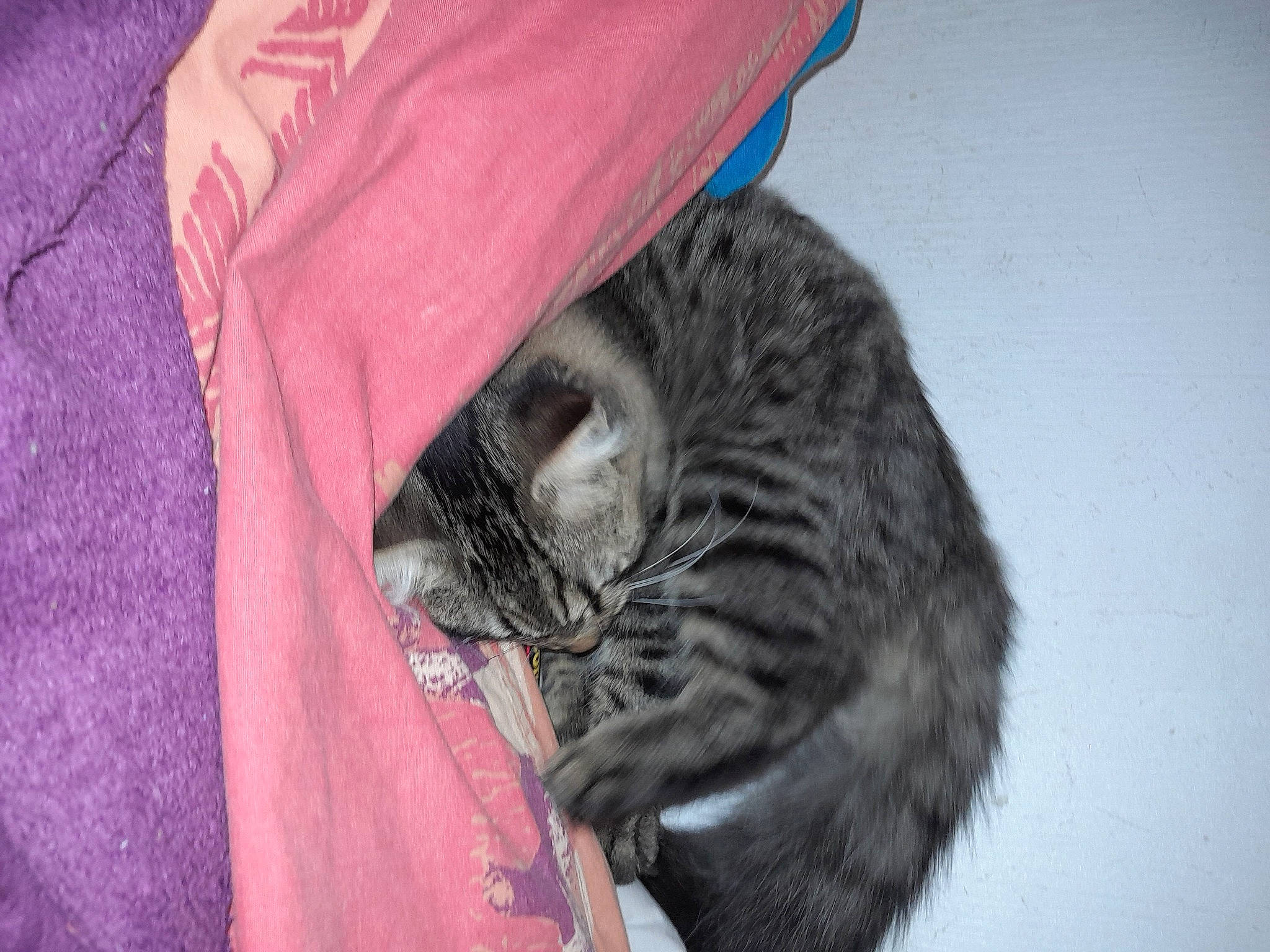 Filou a rejoint le concours — aidez-le/la à gagner de superbes lots ! carnivore, cat, comfort, domestic_short_haired_cat, felidae, fur, magenta, nap, pattern, paw, small_to_medium_sized_cats, snout, tail, whiskers