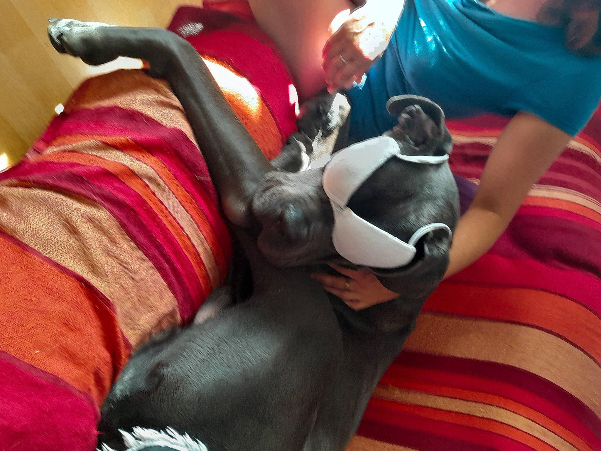 Arckann a rejoint le concours — aidez-le/la à gagner de superbes lots ! abdomen, carmine, carnivore, child, comfort, companion_dog, dog_breed, fawn, felidae, fur, happy, human_leg, knee, lap, leg, linens, sitting, sporting_group, textile, thigh