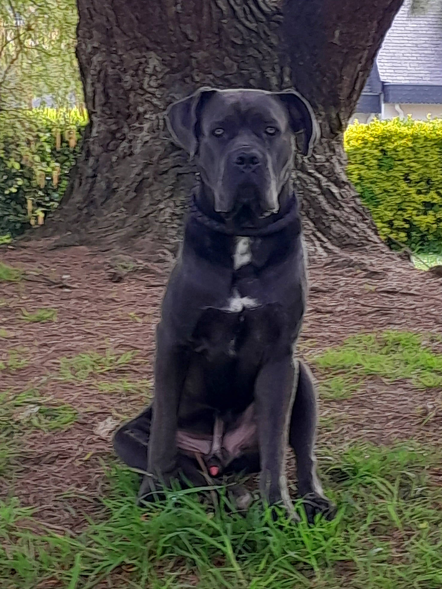 Arckann a rejoint le concours — aidez-le/la à gagner de superbes lots ! borador, canidae, carnivore, collar, companion_dog, dog, dog_breed, dog_collar, fawn, grass, guard_dog, gun_dog, hunting_dog, plant, sporting_group, tail, terrestrial_animal, tree, whiskers, working_animal