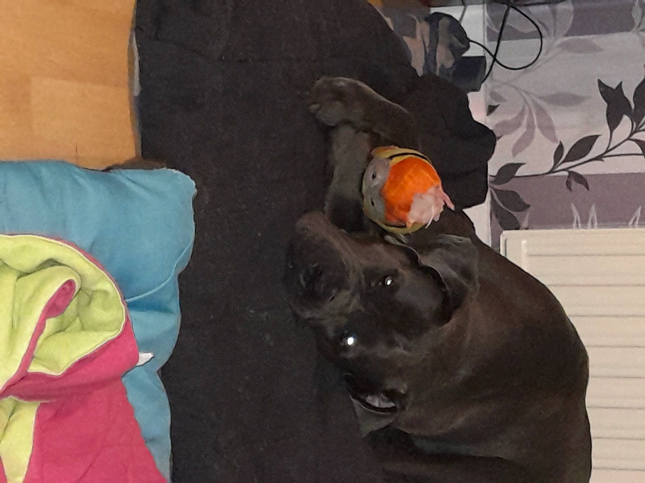 Arckann a rejoint le concours — aidez-le/la à gagner de superbes lots ! art, bean_bag, canidae, carnivore, comfort, companion_dog, dog, dog_breed, dog_supply, fawn, fur, grey, guard_dog, hat, personal_protective_equipment, snout, sporting_group, tail, whiskers, working_animal