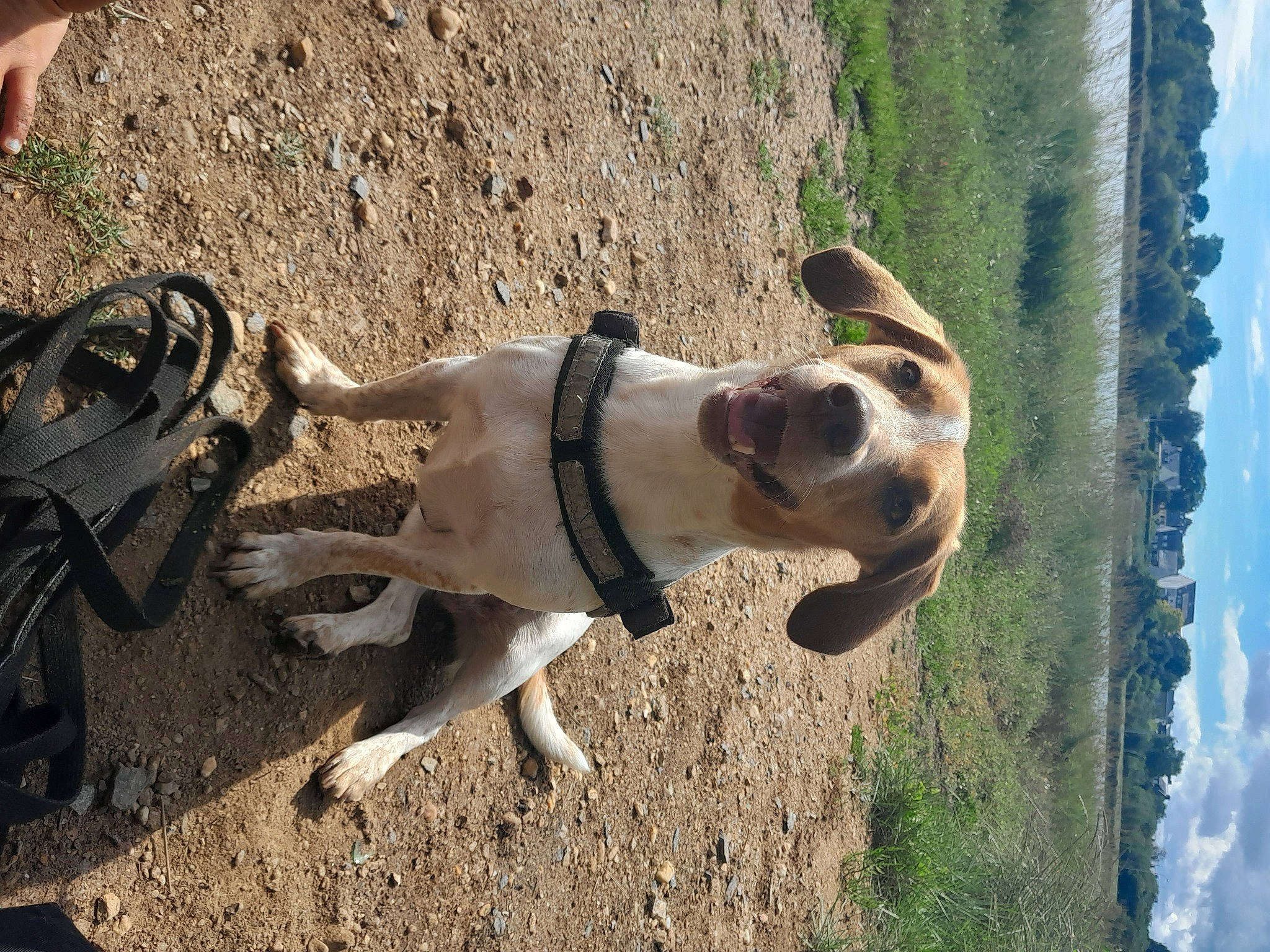 Patsy participe au concours pour gagner de l'argent avec cette photo : adventure, canidae, carnivore, cloud, collar, companion_dog, dog, dog_breed, dog_collar, dog_hiking, fawn, leash, pet_supply, plant, sky, soil, sporting_group, tree, water, working_animal