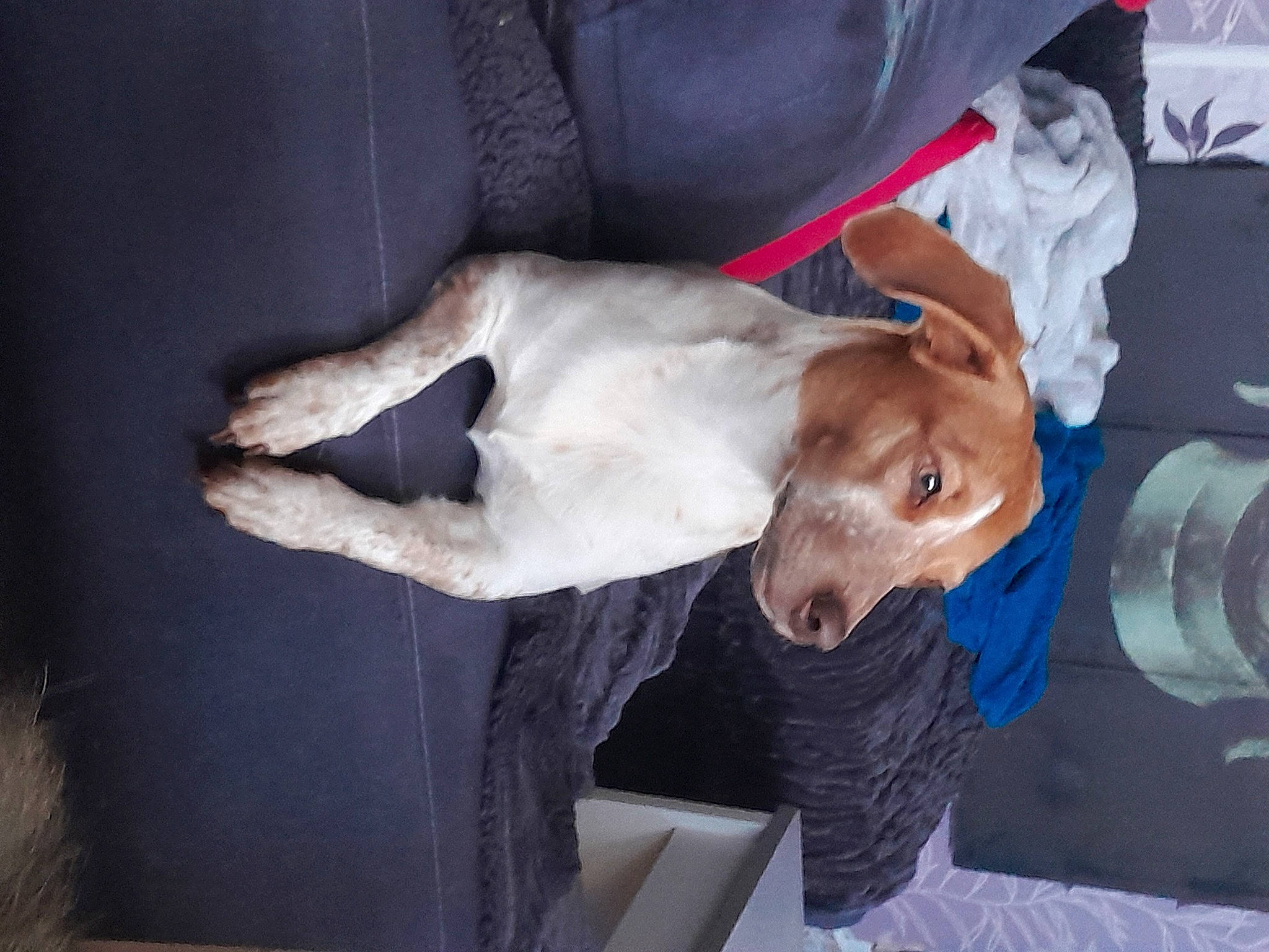 Patsy participe au concours pour gagner de l'argent avec cette photo : canidae, carnivore, collar, comfort, companion_dog, dog, dog_breed, elbow, fur, gesture, jaw, non_sporting_group, sporting_group, tail, working_animal, wrist