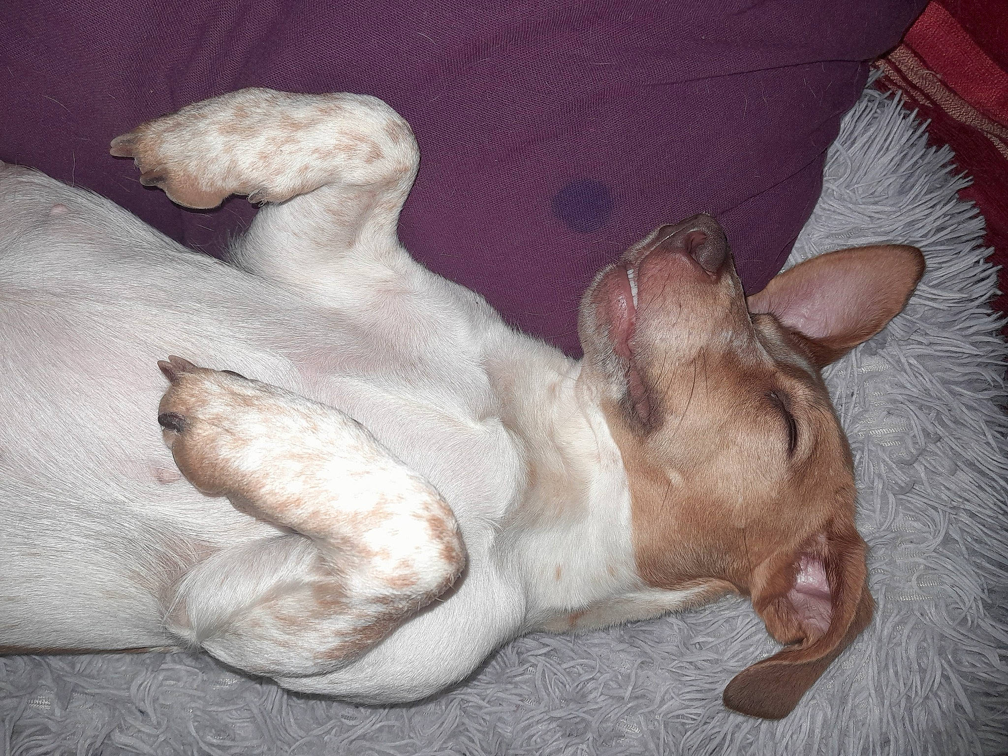 Patsy a rejoint le concours — aidez-le/la à gagner de superbes lots ! art, canidae, carnivore, comfort, companion_dog, dog, dog_breed, ear, fawn, foot, fur, nap, non_sporting_group, paw, snout, sporting_group, tail, terrestrial_animal, whiskers, working_animal