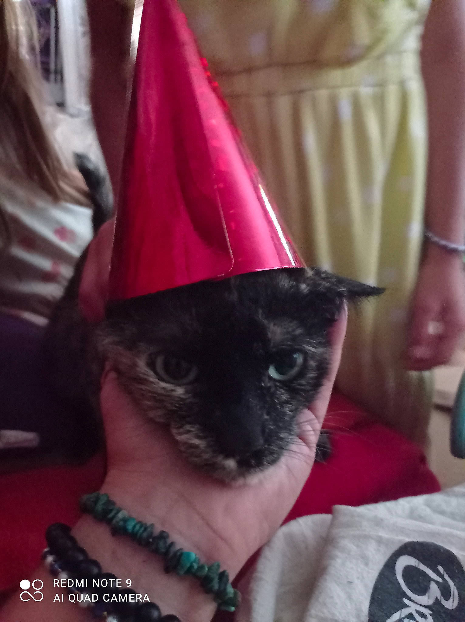 Beauty participe au concours pour gagner de l'argent avec cette photo : bat, carmine, carnivore, cat, cone, costume_accessory, costume_hat, domestic_short_haired_cat, electric_blue, fashion_accessory, fawn, felidae, fur, hat, magenta, mammal, party_hat, small_to_medium_sized_cats, whiskers, witch_hat