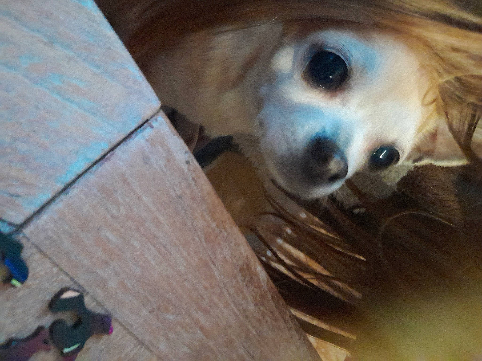 Milla a rejoint le concours — aidez-le/la à gagner de superbes lots ! canidae, carnivore, companion_dog, dog, dog_breed, ear, eyelash, fawn, fur, hardwood, head, jaw, nose, photo_caption, snout, sporting_group, toy_dog, whiskers, wood, working_animal