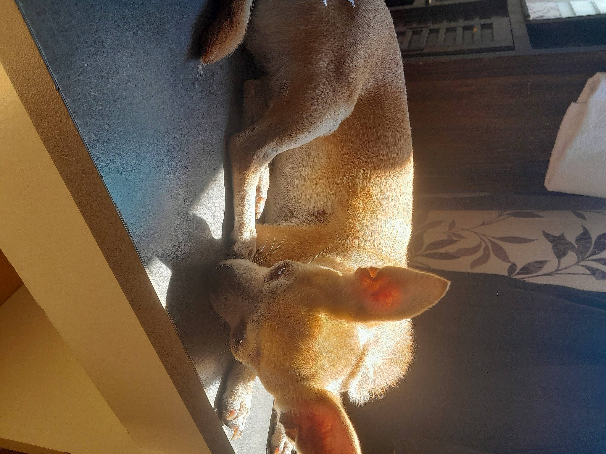 Milla participe au concours pour gagner de l'argent avec cette photo : canidae, carnivore, comfort, companion_dog, dog, dog_breed, ear, fawn, flooring, hardwood, human_leg, non_sporting_group, room, snout, sporting_group, tail, tints_and_shades, whiskers, wood