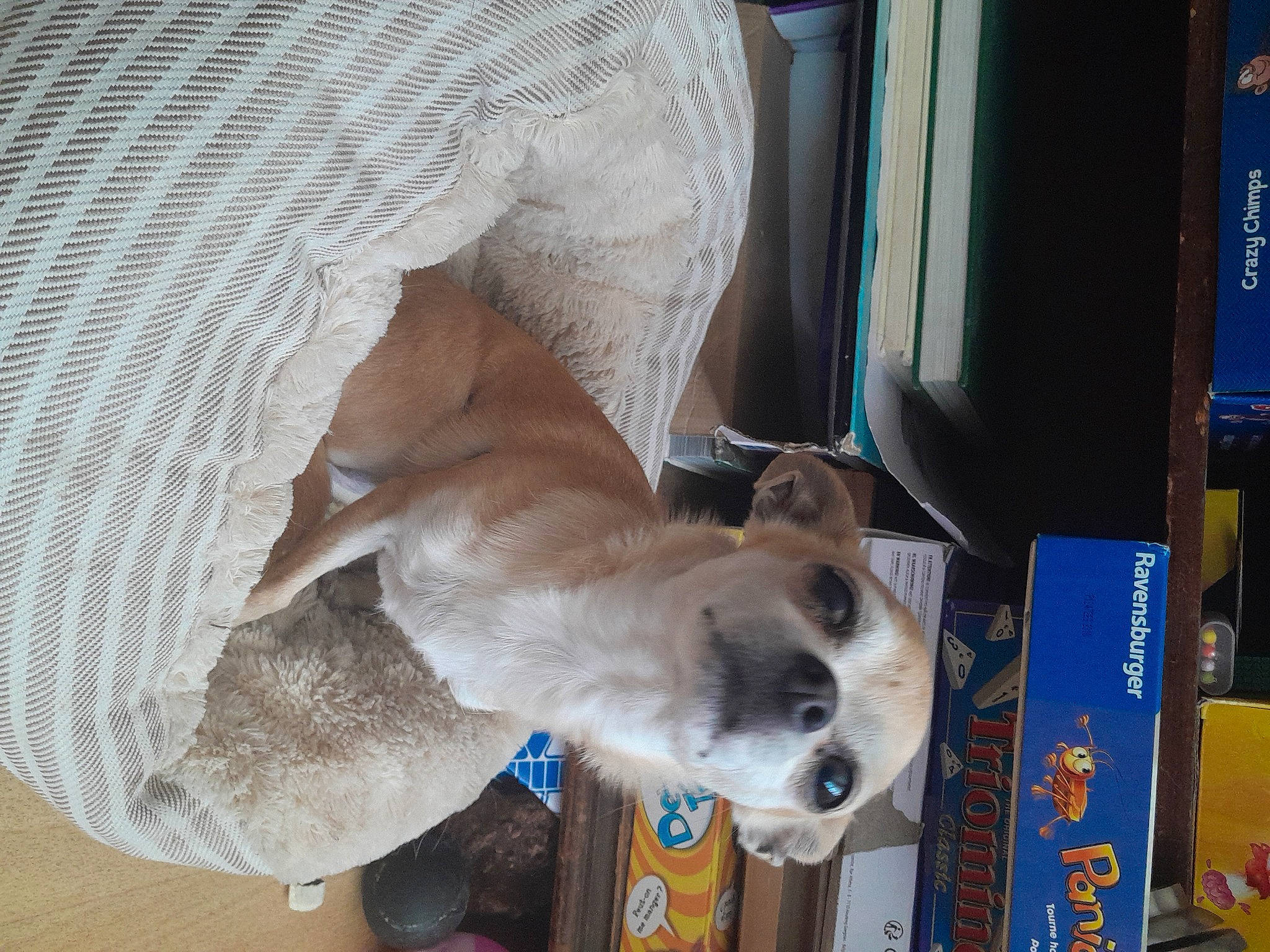 Milla a rejoint le concours — aidez-le/la à gagner de superbes lots ! carnivore, collar, comfort, companion_dog, dog, dog_breed, dog_supply, door, fawn, non_sporting_group, pet_supply, sporting_group, whiskers